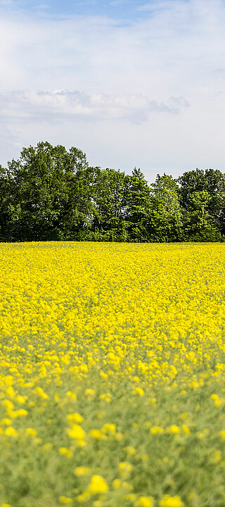 Blühendes Rapsfeld in Aschheim.