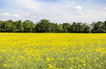 Blühendes Rapsfeld in Aschheim.
